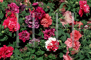 Picture of Petunia x hybrida 'Bonanza'