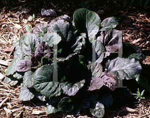 Picture of Ajuga reptans 'Catlin's Giant'