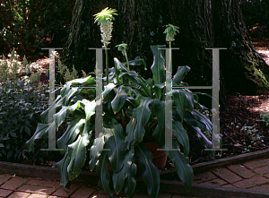 Picture of Eucomis bicolor 