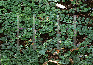 Picture of Lysimachia nummularia 