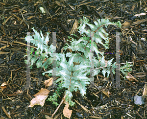 Picture of Athyrium nipponicum 'Pictum'