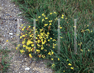 Picture of Lotus corniculatus 