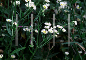 Picture of Erigeron annuus 