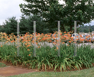 Picture of Hemerocallis fulva 