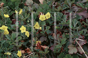 Picture of Waldsteinia ternata 