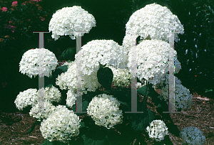 Picture of Hydrangea arborescens 'Annabelle'