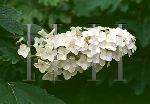 Picture of Hydrangea quercifolia 