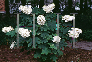 Picture of Hydrangea quercifolia 