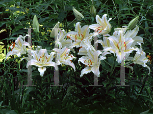 Picture of Lilium  'Imperial Star'