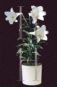 Picture of Lilium longiflorum 