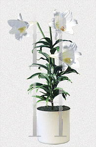 Picture of Lilium longiflorum 