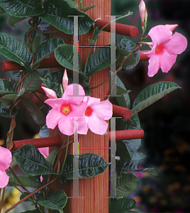 Picture of Mandevilla x amoena 'Alice du Pont'