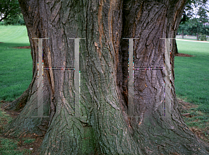 Picture of Sophora japonica 