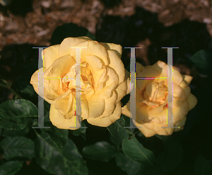 Picture of Rosa  'Gold Medal'
