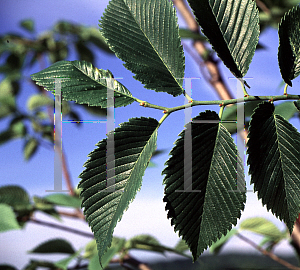 Picture of Ulmus americana 'Valley Forge'