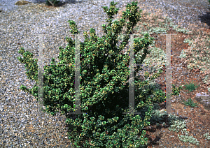 Picture of Ilex crenata 'Green Dragon'