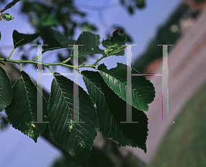 Picture of Ulmus x 'Pioneer'