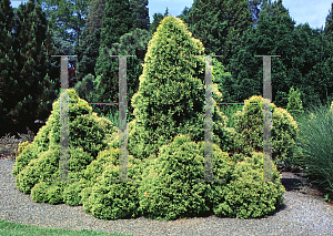 Picture of Thuja occidentalis 'Rheingold'