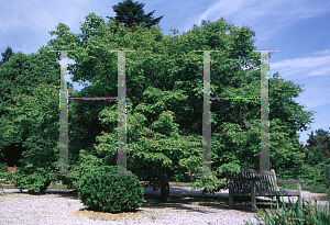 Picture of Acer palmatum 'Asahi zuru'