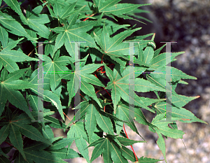 Picture of Acer palmatum 'Asahi zuru'