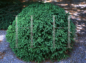 Picture of Cryptomeria japonica 'Globosa Nana'