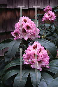 Picture of Rhododendron catawbiense 'Blue Peter'