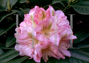 Picture of Rhododendron (subgenus Rhododendron) 'Scintillation'