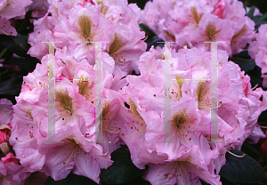 Picture of Rhododendron catawbiense 'Janet Blair'