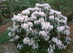 Picture of Rhododendron degronianum ssp. yakushimanum 'Yaku Princess'