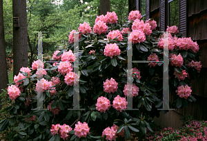 Picture of Rhododendron (subgenus Rhododendron) 'Scintillation'