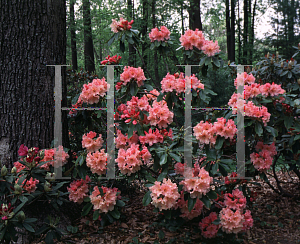 Picture of Rhododendron catawbiense 'Mary Belle'