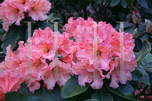 Picture of Rhododendron catawbiense 'Mary Belle'