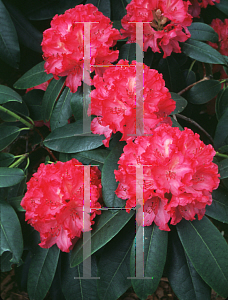 Picture of Rhododendron (subgenus Rhododendron) 'Meadowbrook'