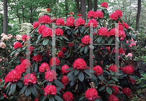 Picture of Rhododendron (subgenus Rhododendron) 'Meadowbrook'