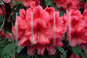 Picture of Rhododendron (subgenus Rhododendron) 'Gigi'