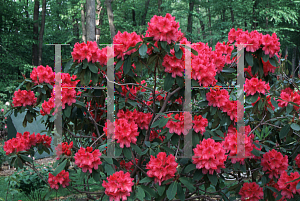 Picture of Rhododendron (subgenus Rhododendron) 'Gigi'