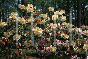 Picture of Rhododendron (subgenus Rhododendron) 'Golden Star'