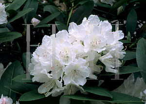 Picture of Rhododendron (subgenus Rhododendron) 'Boule de Neige'