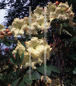 Picture of Rhododendron (subgenus Rhododendron) 'Golden Star'