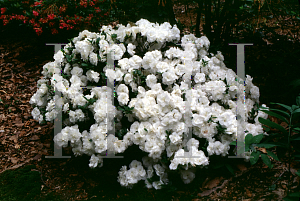 Picture of Rhododendron (subgenus Azalea) 'Hardy Gardenia'