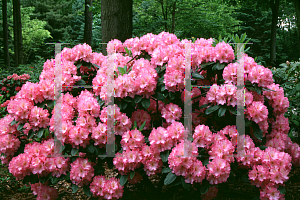 Picture of Rhododendron (subgenus Rhododendron) 'Brookville'