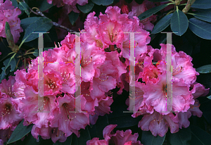 Picture of Rhododendron (subgenus Rhododendron) 'Brookville'