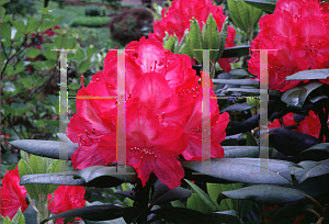 Picture of Rhododendron (subgenus Rhododendron) 'Marquis of Waterford'