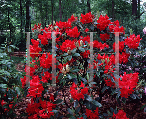 Picture of Rhododendron catawbiense 'Vulcan's Flame'