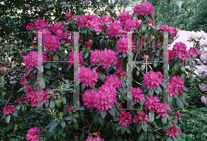 Picture of Rhododendron catawbiense 'Lee's Dark Purple'