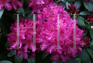 Picture of Rhododendron catawbiense 'Lee's Dark Purple'