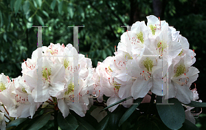 Picture of Rhododendron catawbiense 'Album'