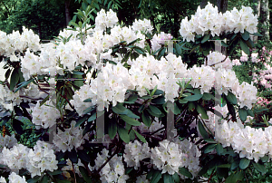 Picture of Rhododendron catawbiense 'Album'