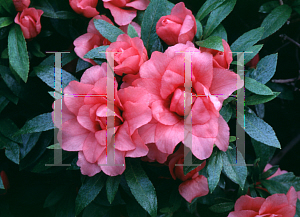 Picture of Rhododendron indicum 'Balsaminiflorum'