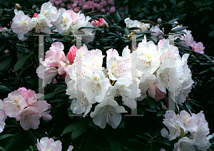 Picture of Rhododendron degronianum ssp. yakushimanum 